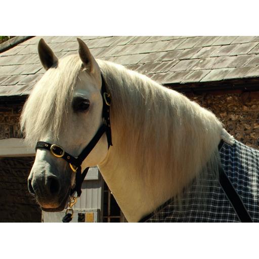 Rhine Gold Nylon Head Collar Full