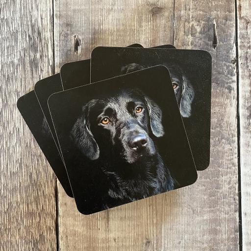 Black Labrador drinks coasters